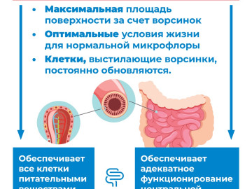 Кишечник2